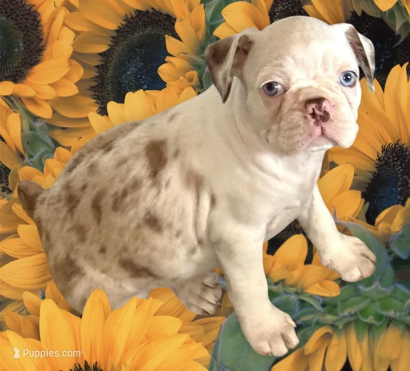 Red merle boy – Frenchton puppy for sale in Phelan, CA