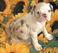 Red merle boy, a male Frenchton for sale in Phelan, CA – 1 of 10
