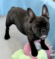 Black brindle boy, a male Frenchton for sale in Phelan, CA – 2 of 8