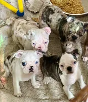 Black brindle and white girl with 2 blue eyes!, a female Pug and Frenchton for sale in Phelan, CA – 4 of 8