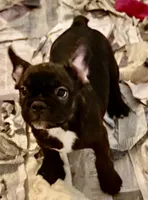 Black brindle boy, a male Frenchton for sale in Phelan, CA – 3 of 6