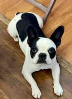 Red merle girl, a female Frenchton for sale in Phelan, CA – 9 of 9