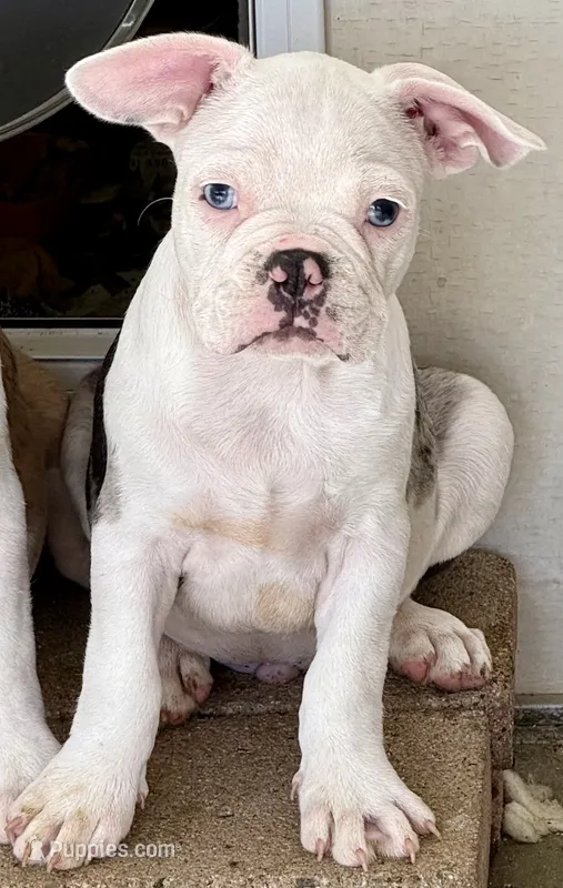 Blue merle boy – Frenchton puppy for sale in Phelan, CA