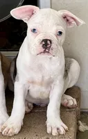 Blue merle boy, a male Frenchton for sale in Phelan, CA – 1 of 2