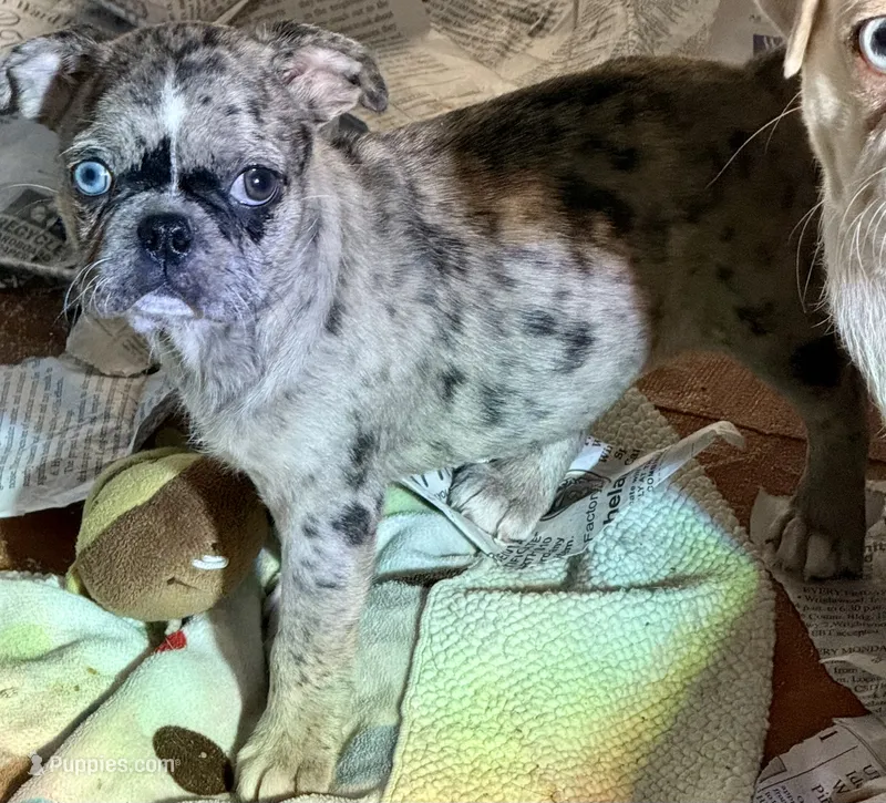Grumpy girl (she’s really not grumpy)! – Pug, Frenchton puppy for sale in Phelan, CA