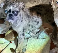 Grumpy girl (she’s really not grumpy)!, a female Pug and Frenchton for sale in Phelan, CA – 3 of 9