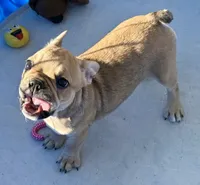 Little sable girl, a female Frenchton for sale in Phelan, CA – 5 of 8