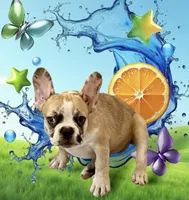 Red merle girl, a female Frenchton for sale in Phelan, CA – 3 of 8