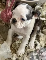 Black brindle and white girl with 2 blue eyes!, a female Pug and Frenchton for sale in Phelan, CA – 2 of 8