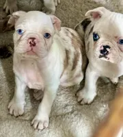 Black merle boy, a male Pug and Frenchton for sale in Phelan, CA – 4 of 10