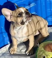 Little girl 2, a female Frenchton for sale in Phelan, CA – 2 of 8