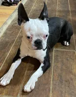 Little boy 1, a male Boston Terrier for sale in Phelan, CA – 7 of 8