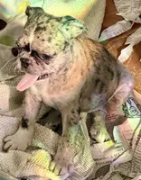 Grumpy girl (she’s really not grumpy)!, a female Pug and Frenchton for sale in Phelan, CA – 4 of 9