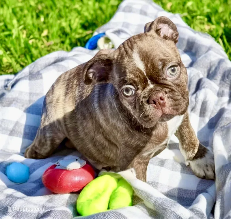 Brindle boy – Frenchton puppy for sale in Phelan, CA