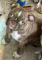 Brindle boy, a male Pug and Frenchton for sale in Phelan, CA – 2 of 9