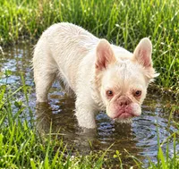 Jolie, a female French Bulldog for sale in Phelan, CA – 4 of 4