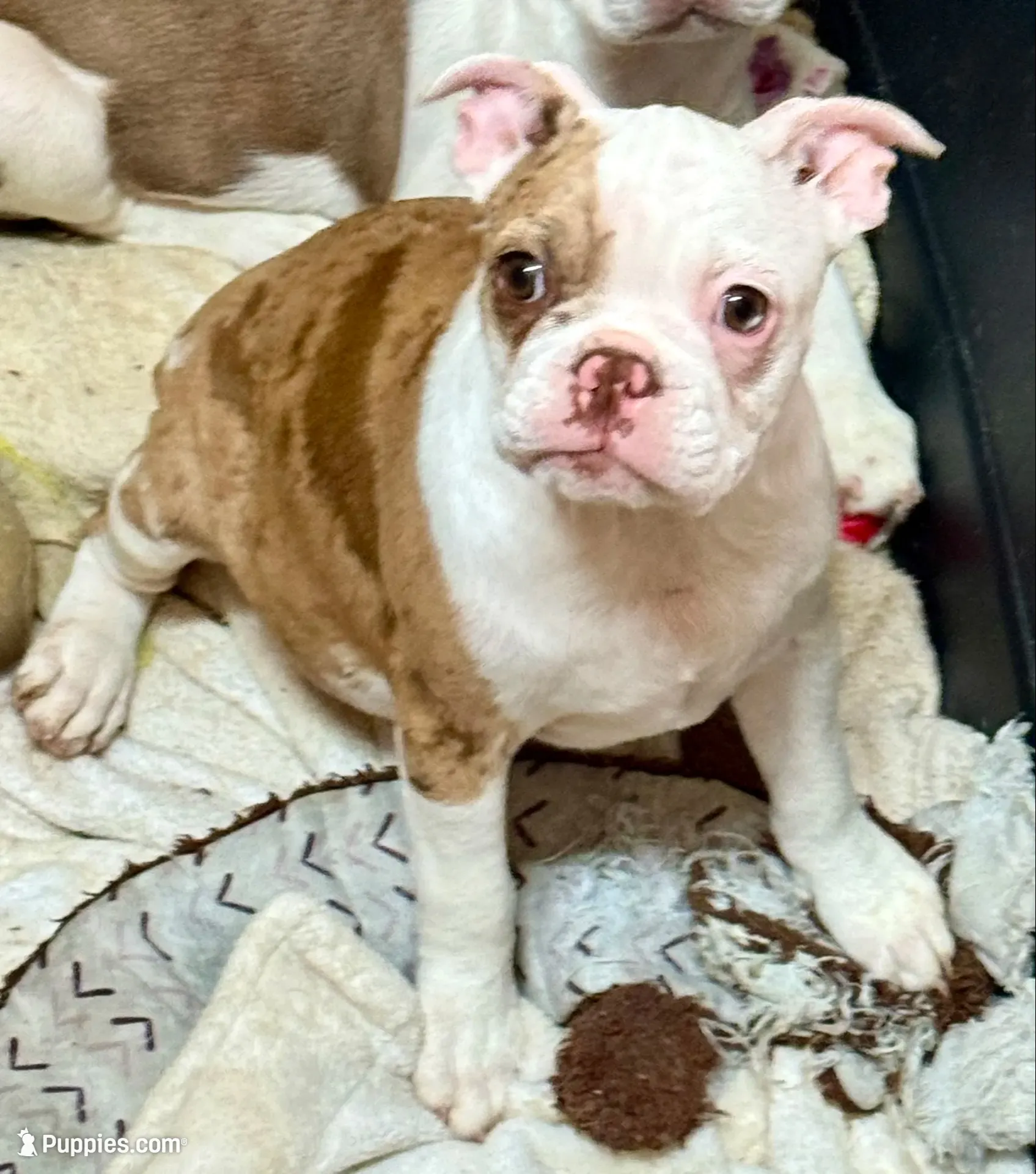Little red merle girl, a female Frenchton for sale in Phelan, CA – 1 of 6