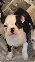 Little girl, a female Boston Terrier for sale in Phelan, CA – 2 of 8