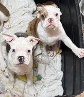 Little red merle girl, a female Frenchton for sale in Phelan, CA – 3 of 6