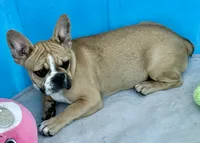 Little girl, a female Frenchton for sale in Phelan, CA – 8 of 10