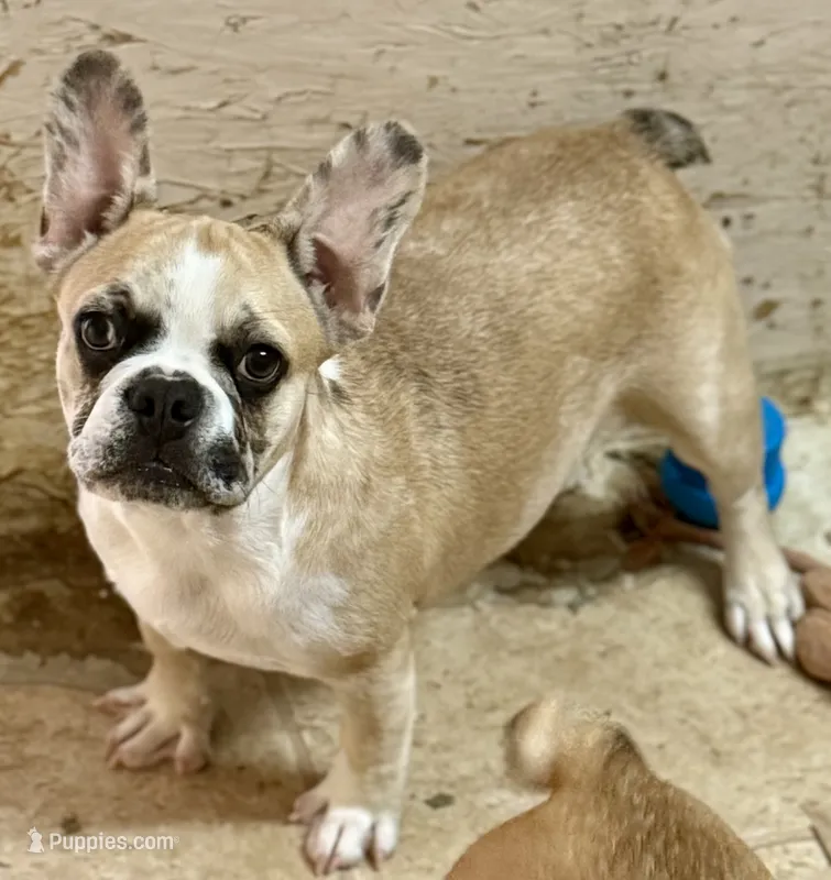 Red merle girl – Frenchton puppy for sale in Phelan, CA