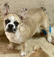 Red merle girl, a female Frenchton for sale in Phelan, CA – 1 of 9