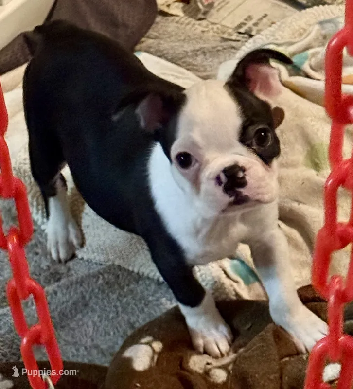 Little girl – Boston Terrier puppy for sale in Phelan, CA