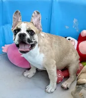 Red merle girl, a female Frenchton for sale in Phelan, CA – 9 of 10