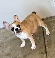 Red merle girl, a female Frenchton for sale in Phelan, CA – 7 of 10