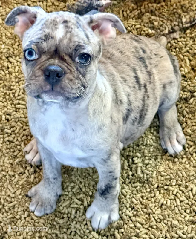 Blue Merle girl with one blue eye – Frenchton puppy for sale in Phelan, CA
