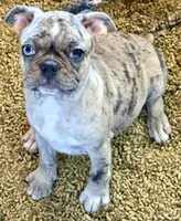 Blue Merle girl with one blue eye, a female Frenchton for sale in Phelan, CA – 1 of 8