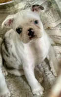 Black merle boy, a male Pug and Frenchton for sale in Phelan, CA – 3 of 10
