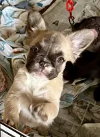 Little fluffy fawn boy, a male French Bulldog for sale in Phelan, CA – Photo 3 of 9