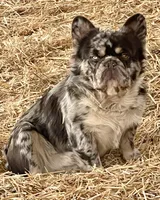 Little fluffy fawn boy, a male French Bulldog for sale in Phelan, CA – Photo 7 of 9