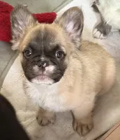 Little fluffy fawn boy, a male French Bulldog for sale in Phelan, CA – Photo 4 of 9