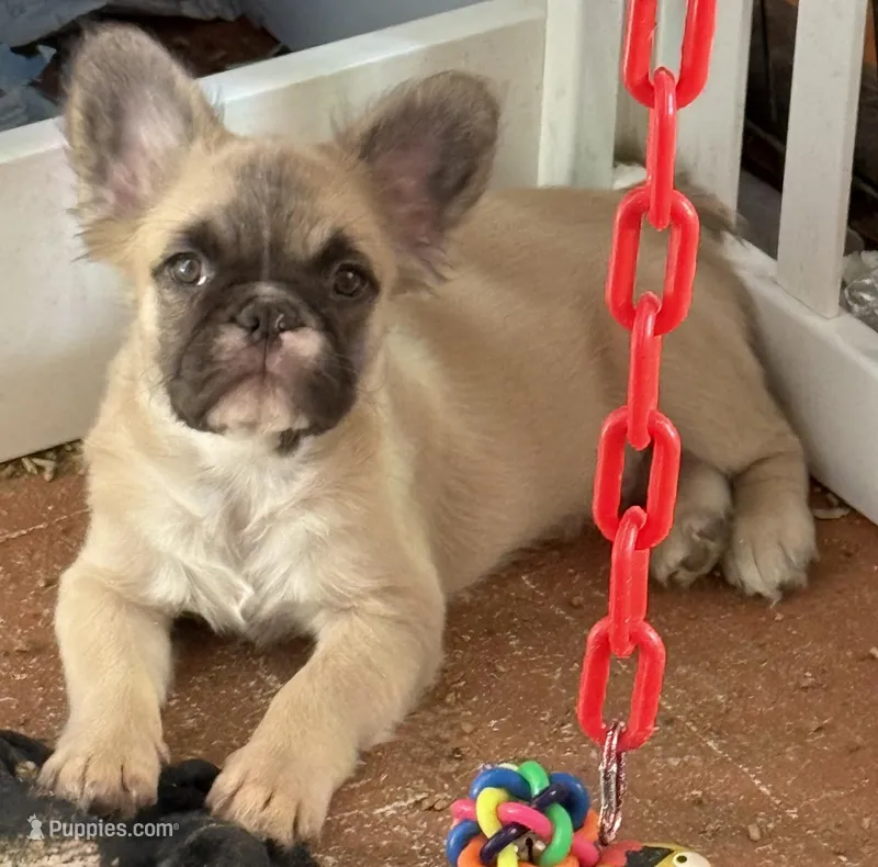 Little fluffy fawn boy – French Bulldog puppy for sale in Phelan, CA