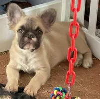 Little fluffy fawn boy, a male French Bulldog for sale in Phelan, CA – Photo 1 of 9