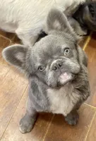 Little fluffy fawn boy, a male French Bulldog for sale in Phelan, CA – Photo 9 of 9