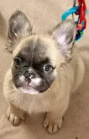Little fluffy fawn boy, a male French Bulldog for sale in Phelan, CA – Photo 5 of 9