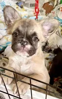 Little fluffy fawn boy, a male French Bulldog for sale in Phelan, CA – Photo 2 of 9