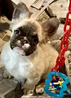 Little fluffy fawn boy, a male French Bulldog for sale in Phelan, CA – Photo 6 of 9