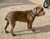 Beautiful black female!, a female Cane Corso for sale in Phelan, CA – Photo 8 of 8