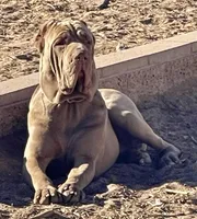 Beautiful black female!, a female Cane Corso for sale in Phelan, CA – Photo 7 of 8