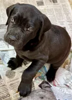 Beautiful black female!, a female Cane Corso for sale in Phelan, CA – Photo 2 of 8