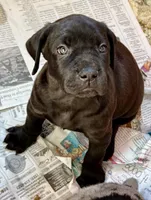 Beautiful black female!, a female Cane Corso for sale in Phelan, CA – Photo 3 of 8