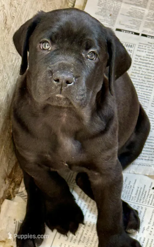 Beautiful black female! – Cane Corso puppy for sale in Phelan, CA