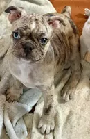 Blue Merle girl with one blue eye, a female Frenchton for sale in Phelan, CA – 4 of 8