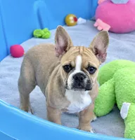 Little girl, a female Frenchton for sale in Phelan, CA – 3 of 10