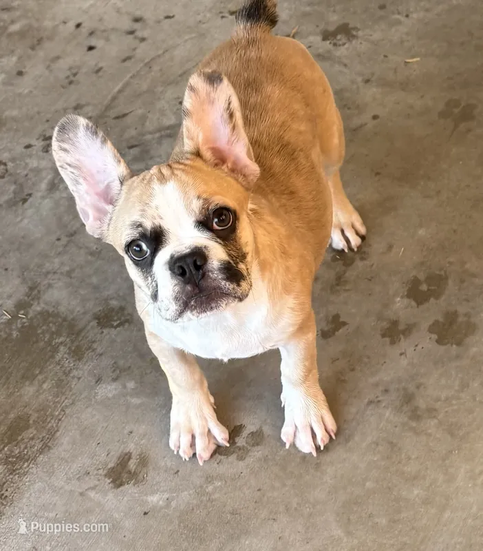 Red merle girl – Frenchton puppy for sale in Phelan, CA