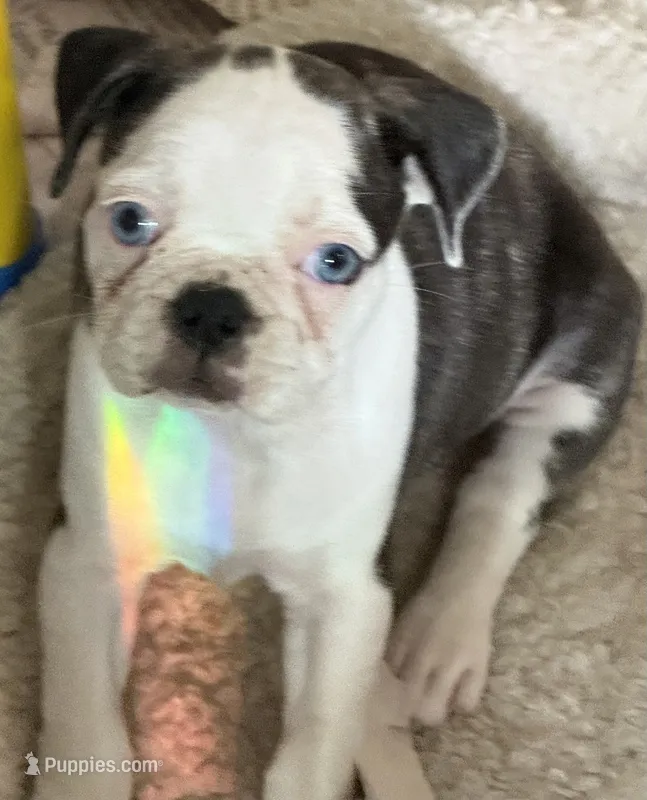 Black brindle and white girl with 2 blue eyes! – Pug, Frenchton puppy for sale in Phelan, CA